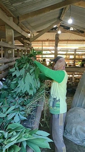 137K views · 2.7K reactions | Full hijauan | Miswan Channel | Facebook