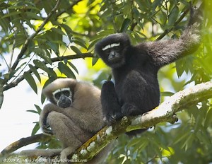 Hoolock gibbon - Alchetron, The Free Social Encyclopedia