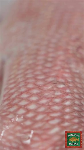 4.5K views · 68 reactions | Red Snapper Season has officially been announced!!! Starting June 1st we will be targetting Red Snapper! The season will extend through August 27th at 11:59pm. We Cannot WAIT for Red Snapper season! Get booked! Trips will sell out! #deepseafishing #offshorefishing #redsnapperseason | Hubbard's Marina | Facebook