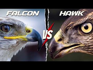 Falcons vs Hawks - the winner is?
