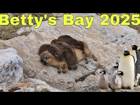 Penguins near Cape Town in Betty's Bay not Boulders Beach 2025 4K so cute South Africa