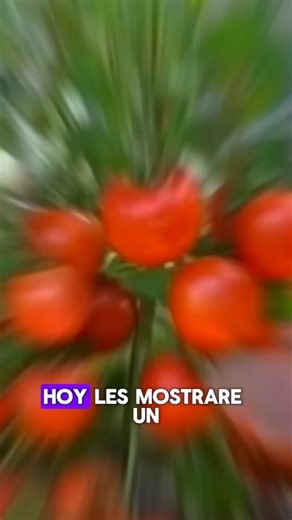 Cómo cultivar árboles de tomate en maceta fácilmente