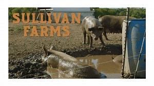 “The simple life isn’t so simple…” The Sullivan family of Sullivan Farms MO puts a lot of hard work into pasture raising pigs and giving them a good life. Thanks to a USDA Farmers Market Promotional Grant awarded in 2019, we're releasing a series of videos highlighting each of our vendors. Head over to our Youtube page youtube.com/channel/UCZ0xFKgsZ8_RDMFQz6wmvCg to view other videos from this series. And give our talented videographers a follow Peace Frame Productions and Megan Casady Photograp
