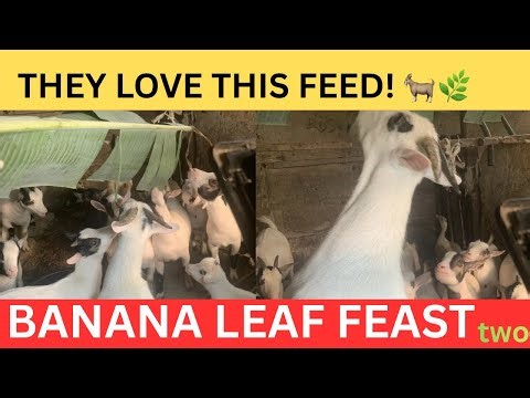 Banana Leaves + Fermented Feed — Goats Love It! 🐐🌿 (Live) | Part 2