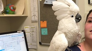 3.9K views · 98 reactions | At the Exotic Bird Hospital, we love...