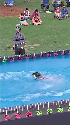 AKC Diving Dogs Premier Cup Epic Winning Dive! 💦