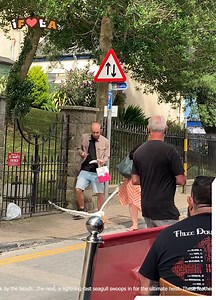 1.6K views | Sneaky Seagull Snatch Attack! 藍 | I Freaking Love Animals | Facebook