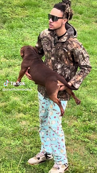 Caring For Pocket Bullies: Tips for Effective Training