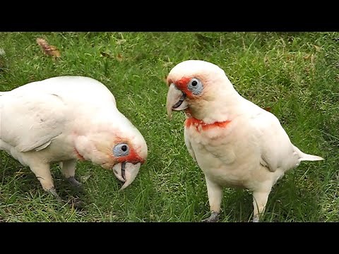 Funny Cockatoo Video - Crazy Corellas Somersault and Play