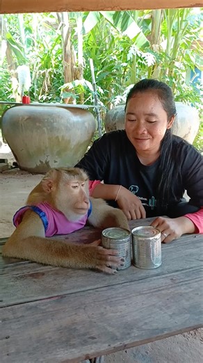 SokYaa Monkey IQ CHALLENGE TEST - INCREDIBLE INTELLIGENCE!