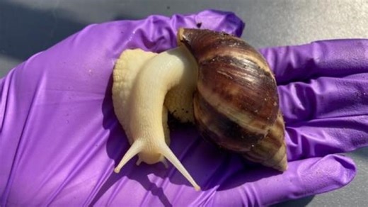 1,000 giant African land snails collected so far in Pasco County