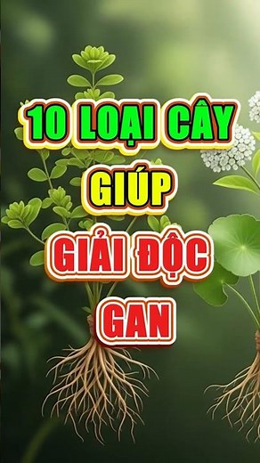 10 loại cây dân gian giúp giải độc gan nhanh chóng #giaidocgan #matgan #chamsocsuckhoe #songkhoe