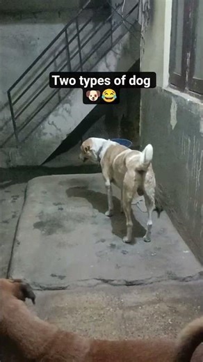 two types of dogs 🐶😂 #dogshorts #dog #streetdog #shorts
