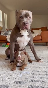 When Dad Pitbull tries to teach “sit”… but the puppy’s moves belong in a circus, not obedience school. One lesson, zero progress, full comedy. #pitbulldad #puppytrainingfails #funnydogs #dogcomedy #pitbullpuppy #dogshorts #petreels #viralpetvideo #dogloverlife #funnypets | LOL