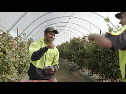 Berry Road Raspberry and Blackberry farm in Caboolture