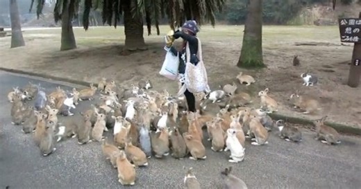 Bunny stampede! The joys of Rabbit Island【Video】