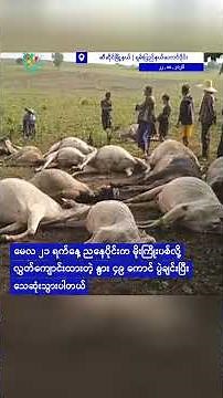 ထိုင်းမြန်မာနယ်စပ်မှာနှစ်များစွာကျန်းမာရေးစောင့်ရှောက်ပေးခဲ့တဲ့ဆရာဝန်ကြီးကိုWHOဂုဏ်ပြုဆုချီးမြှင့်