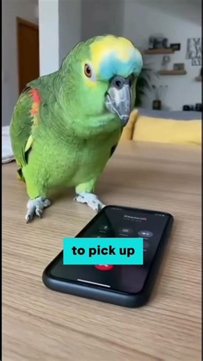 Parrot calling strangers has me CRYING 😂📱 #shorts #funnyvideos #animals