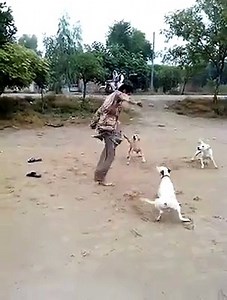 man vs dog fight