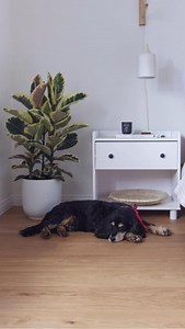 11 reactions | From claws to spills to the occasional zoomies—our floors are designed to handle it all. Durable, pet-friendly, and made for real life.  #NationalPetDay #Flooret #LVP #LuxuryVinylPlank #Flooring #MyFlooret | Flooret | Facebook