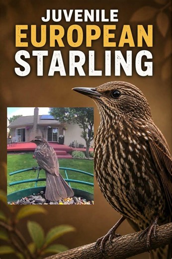 Juvenile European Starling Visits My Bird Feeder