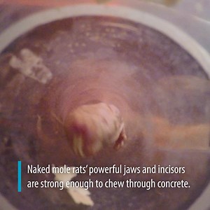 Naked mole rats dig their tunnels using their teeth. Their lips close behind their teeth, so they can dig without getting dirt in their mouths. Help us build a naked mole rat dream home! https://nationalzoo.si.edu/dreamhome #WeSaveSpecies | Smithsonian’s National Zoo and Conservation Biology Institute