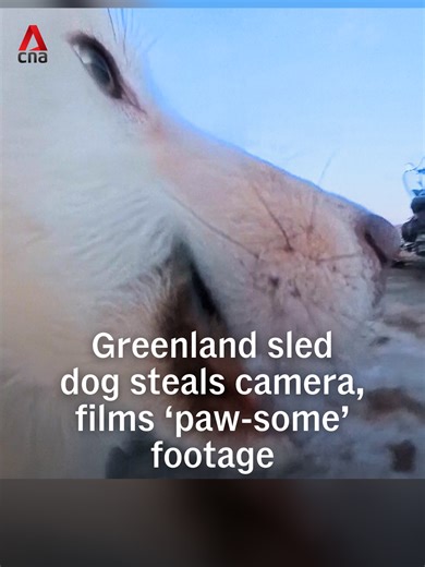 If you need to see something paw-some, here’s what happened when a sled dog in Greenland stole an AP journalist’s camera and coincidentally hit the record button.