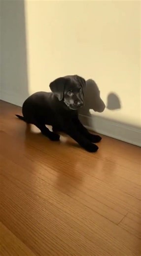 Shadow Surprise: Puppy vs. Wall Mystery!