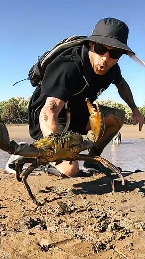 Giant Mud Crab - Deadly Cannibalistic Behavior Revealed