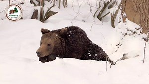 156K views · 6K reactions | 李Fericirea este o stare de spirit, dar de la o vârstă liniștea este cea mai mare fericire!  Atilla #naturelovers #rescue #donate #adopt #naturephotography #bear #nature_perfection #minunat #mentions #fericire #ursuleți #viral #wildanimal #lovelywinter #sanctuary #romania | AMP - Sanctuar Libearty & Adapost Victory | Facebook