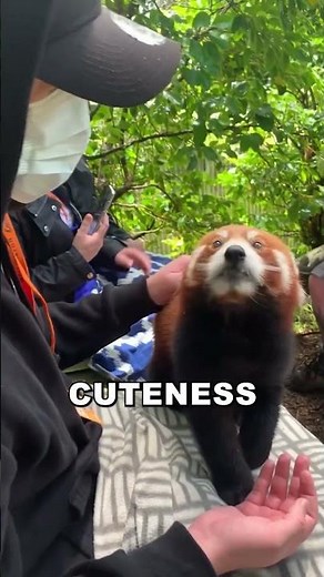 Red Pandas: Cute Faces, Wild Lives