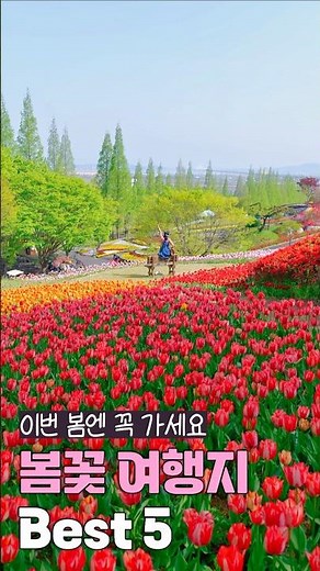 Spring flower trip in South Korea (March, April)