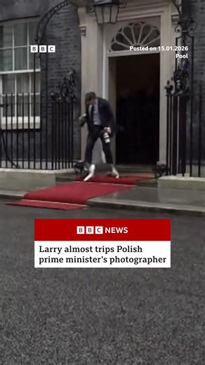 🙀 Larry the cat caused a brief stumble as a photographer left 10 Downing Street after a high-level meeting. Polish President Karol Nawrocki had been meeting UK Prime Minister Sir Keir Starmer on Tuesday. As the pair exited, Larry the cat ran across the doorway, forcing the photographer to dodge him. #London #LarryTheCat #CatsOfInstagram #Cats | BBC London