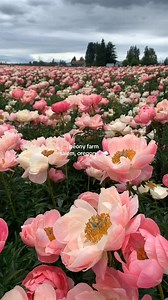 5.8K views · 47 reactions | Flower Tip:  Plant peony roots in the fall for gorgeous blooms next spring. Make sure to plant them shallowly, as peonies won't bloom if planted too deep.  #PeonyPlanting #FallPreparation | HollandBulbFarms.com | Facebook