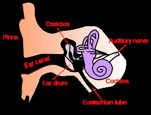 Fibromyalgia and Ear Problems: How Are They Related?