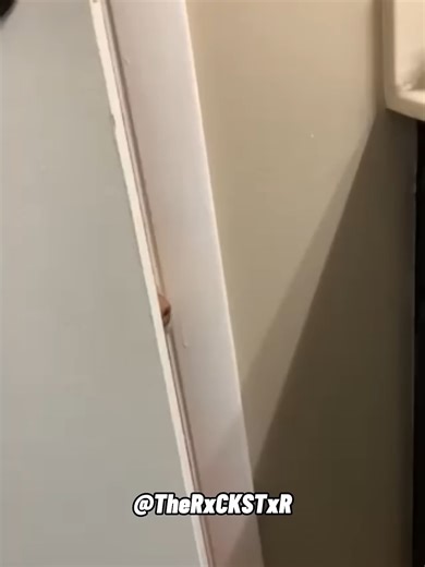 #dogvoiceover #petsoftiktok #petcomedy #VoiceofTheDoodle