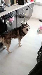 Why are Huskies so dramatic? 🤣 #shorts