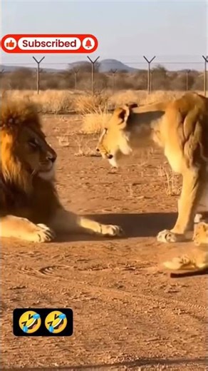 #funnyshorts#memes#desimemes#shorts#viralshorts #billa #funnyvideo