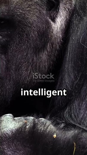 Koko the Gorilla Could Speak Sign Language! 😲 #wildlife #animalshorts