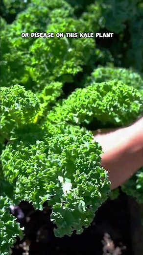 Grow & Harvest Kale: Cut-and-Come-Again Method + Worm Castings Benefits!