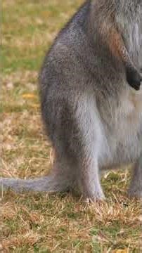 Kangaroo: Cute but Loud Communicator!