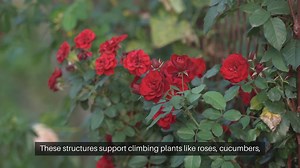 DIY Outdoor Garden Trellises and Arbors