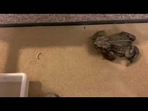 Male toad chirping #westerntoad #toads #frogs