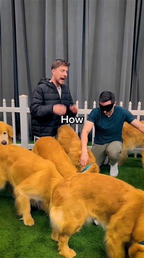 Find Your Dog, Win $10,000 #mrbeastshorts #shorts #viral