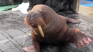 2.6K views · 125 reactions | The park is CLOSED today due to inclement weather, but Uquq the Walrus hopes you'll still have a "Happy Valentine's Day!"  | SeaWorld San Diego | Facebook