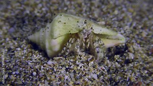 Small hermit crab or South-claw hermit crab (Diogenes pugilator) settles in the shells of various gastropods, crayfish protrudes from the shell of Cone snail, close-up.