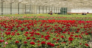 Large greenhouse with geraniums. Industrial cultivation of flowers. Lots of red geraniums in the greenhouse. Large commercial greenhouse for growing flowers