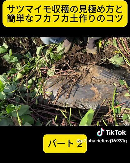パート 2 サツマイモの収穫時期を見極める簡単な方法 ６０センチ深さの土もフカフカになる土作り #塚原農園 #異常気象 #foryou #fyp #trending #viralvideo