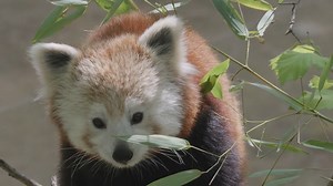 It’s official! School’s out for summer! Today also marks our red panda cubs, Poppy and Sequoia’s first birthday. Start the summer off right with a visit to see and celebrate them on the Wild Asia Monorail. Many children first discover a love of animals at the Bronx Zoo. Inspire your future conservationist with a trip to the zoo this summer. | Bronx Zoo