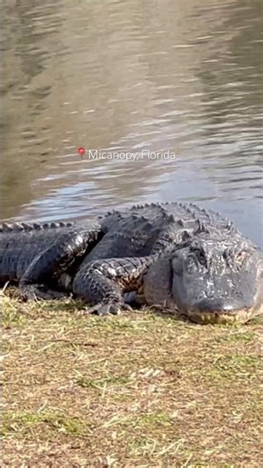 #alligator #florida #youtubeshorts #youtube #shortvideo #reels #shorts